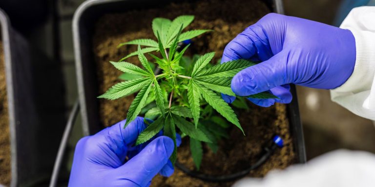 cultivo-de-cannabis-medicinal-pelo-agronegocio-e-destaque-em-congresso