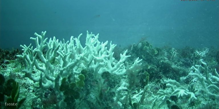 bndes amplia-investimentos-na-protecao-de-corais-e-ilhas-oceanicas