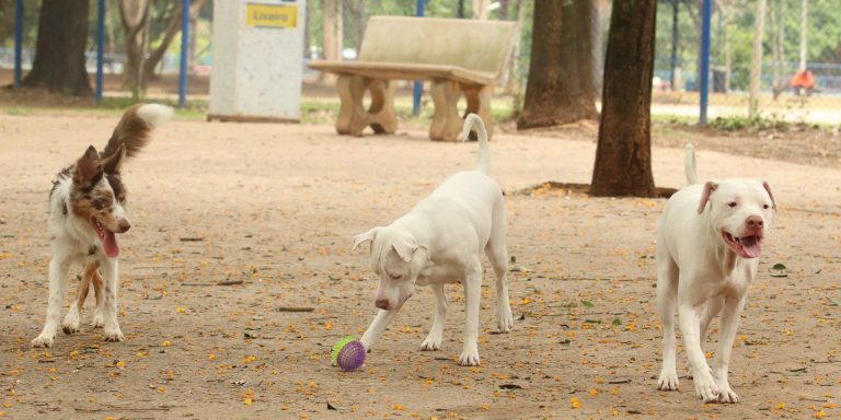 governo-sanciona-lei-que-proibe-tatuagens e-piercings em-caes e-gatos