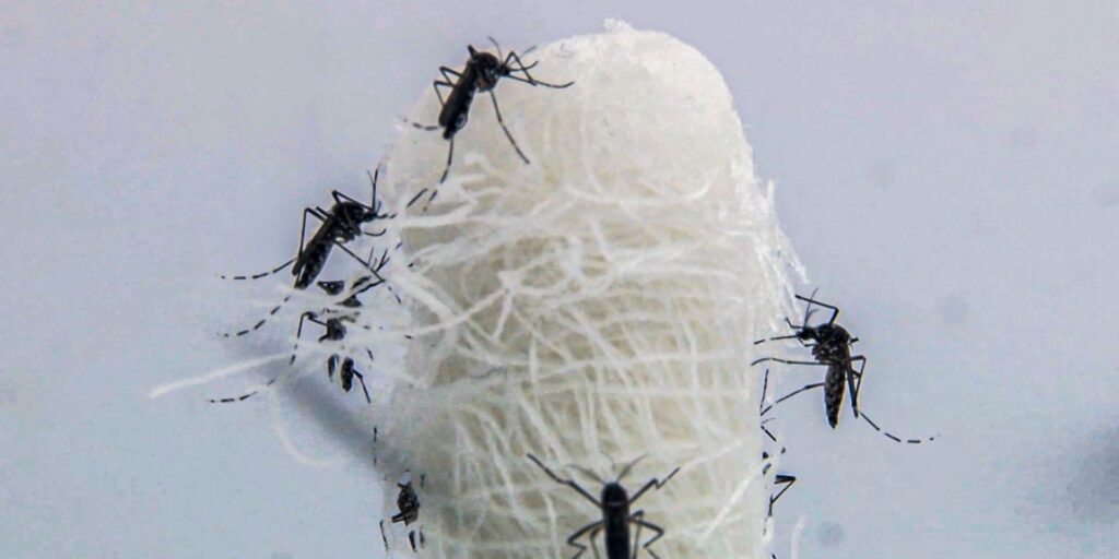 capital-paulista-tem-queda-de-90,5%-nos-casos-confirmados-de-dengue