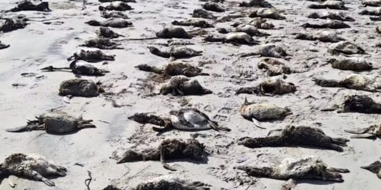 sp:-mais-de-100-pinguins-foram-encontrados-mortos-em-praias-do-litoral