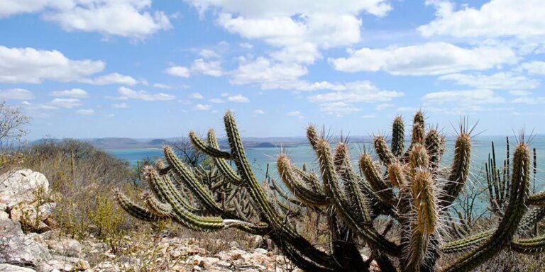 ceara-tem-3.226-hectares-de-caatinga-ocupados-por-usinas-solares