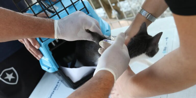 conselho-de-veterinaria-alerta-para-doenca-que-afeta-gatos