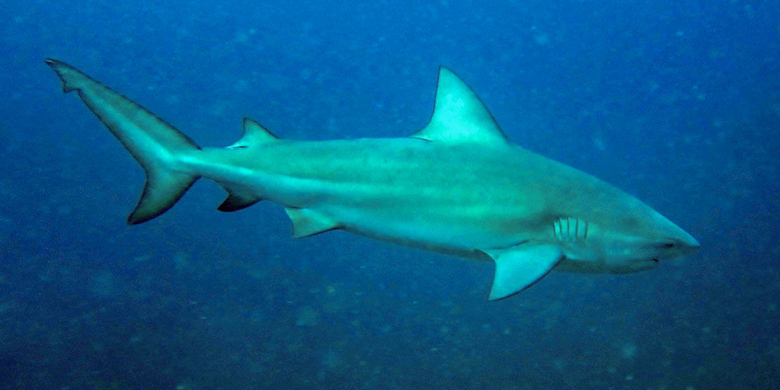 tubarao-cabeca-chata-e-provavel-especie-que-atacou-garoto-em-olinda