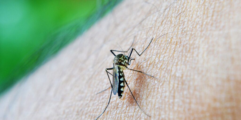 chikungunya:-entenda-doenca-que-preocupa-mato-grosso-do-sul