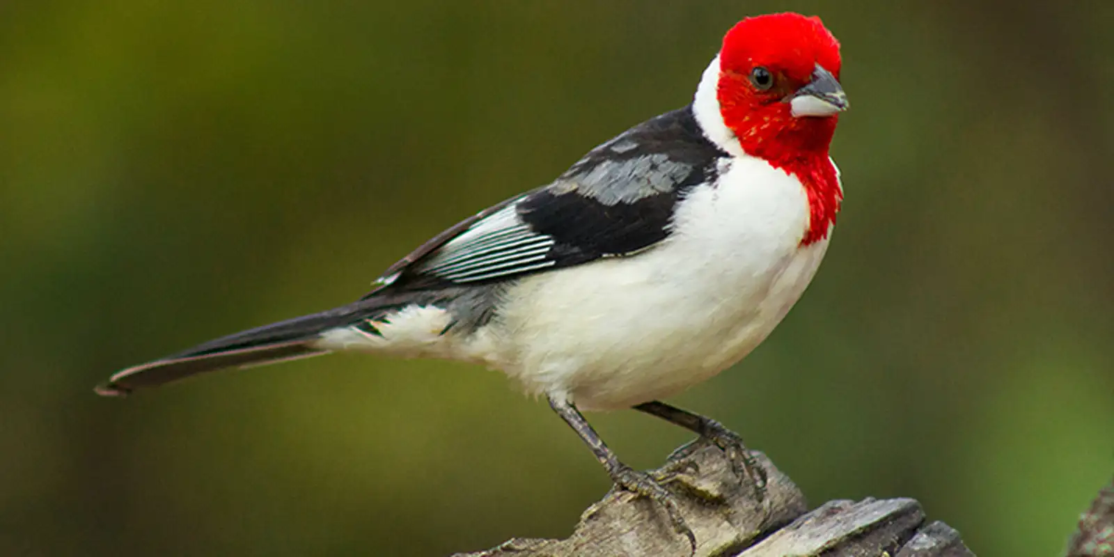galo-de-campina-e-o-animal-silvestre-mais-traficado-de-pernambuco