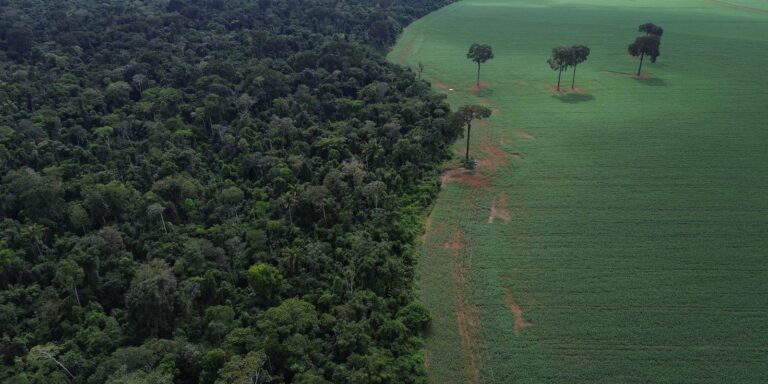 onu-realiza-forum-sobre-florestas-em-nova-iorque