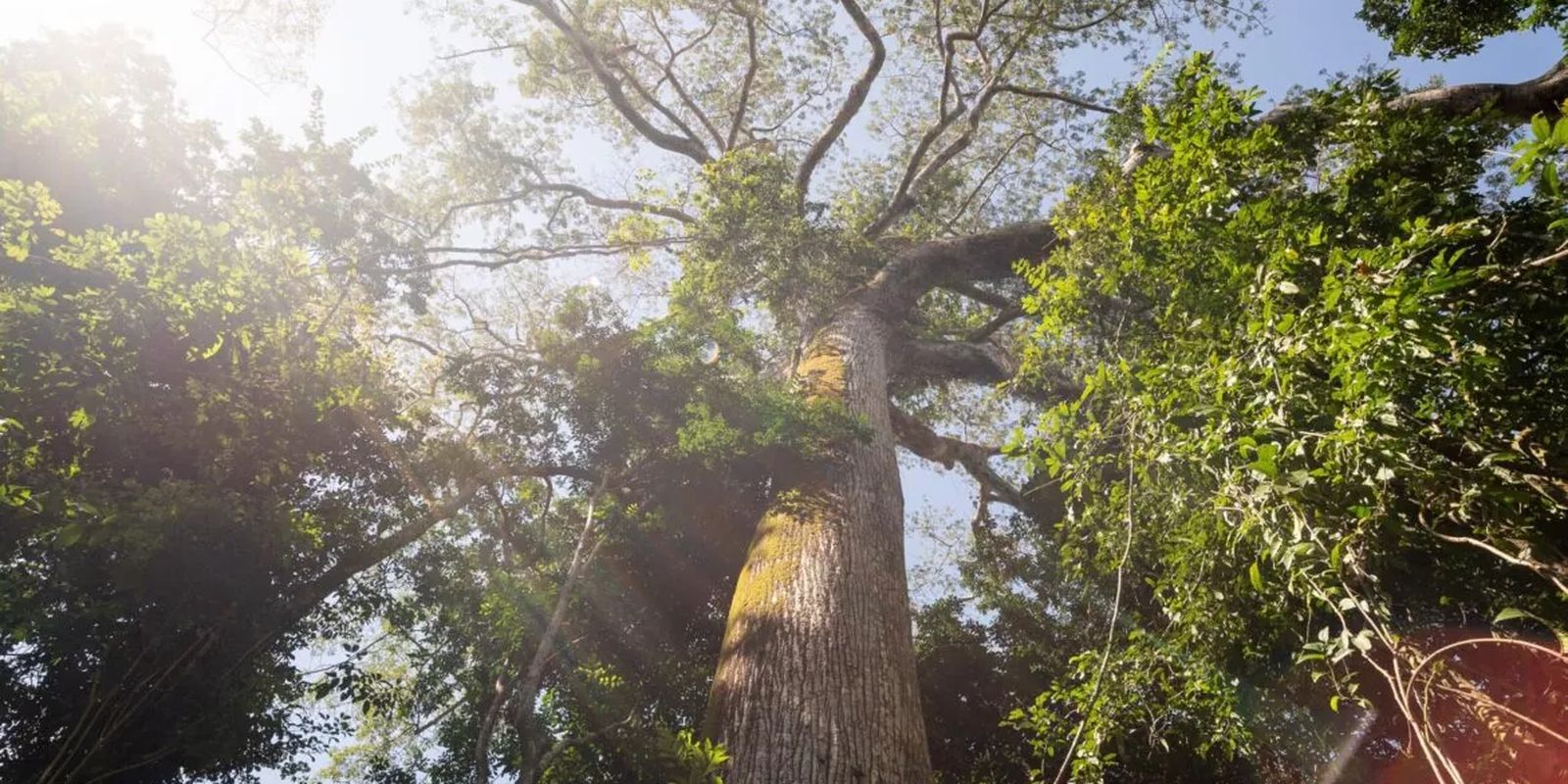 el-nino-intensifica-calor-e-reduz-chuva-em-area-preservada-na-amazonia
