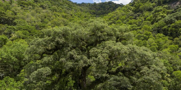 um-quarto-da-mata-atlantica-e-de-vegetacao-secundaria,-diz-mapbiomas