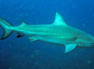 tubarao-cabeca-chata-e-provavel-especie-que-atacou-garoto-em-olinda