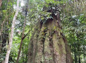 amazonas-ganha-quatro-novas-reservas-de-desenvolvimento-sustentavel